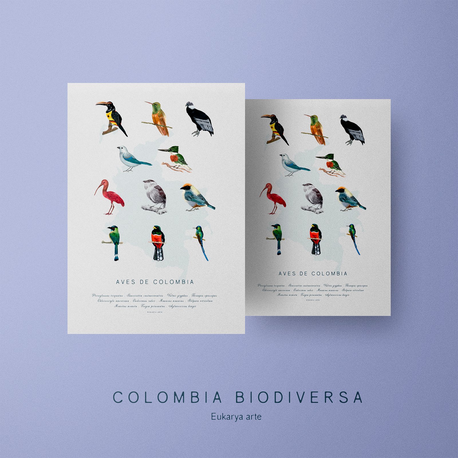 Poster - Aves de Colombia