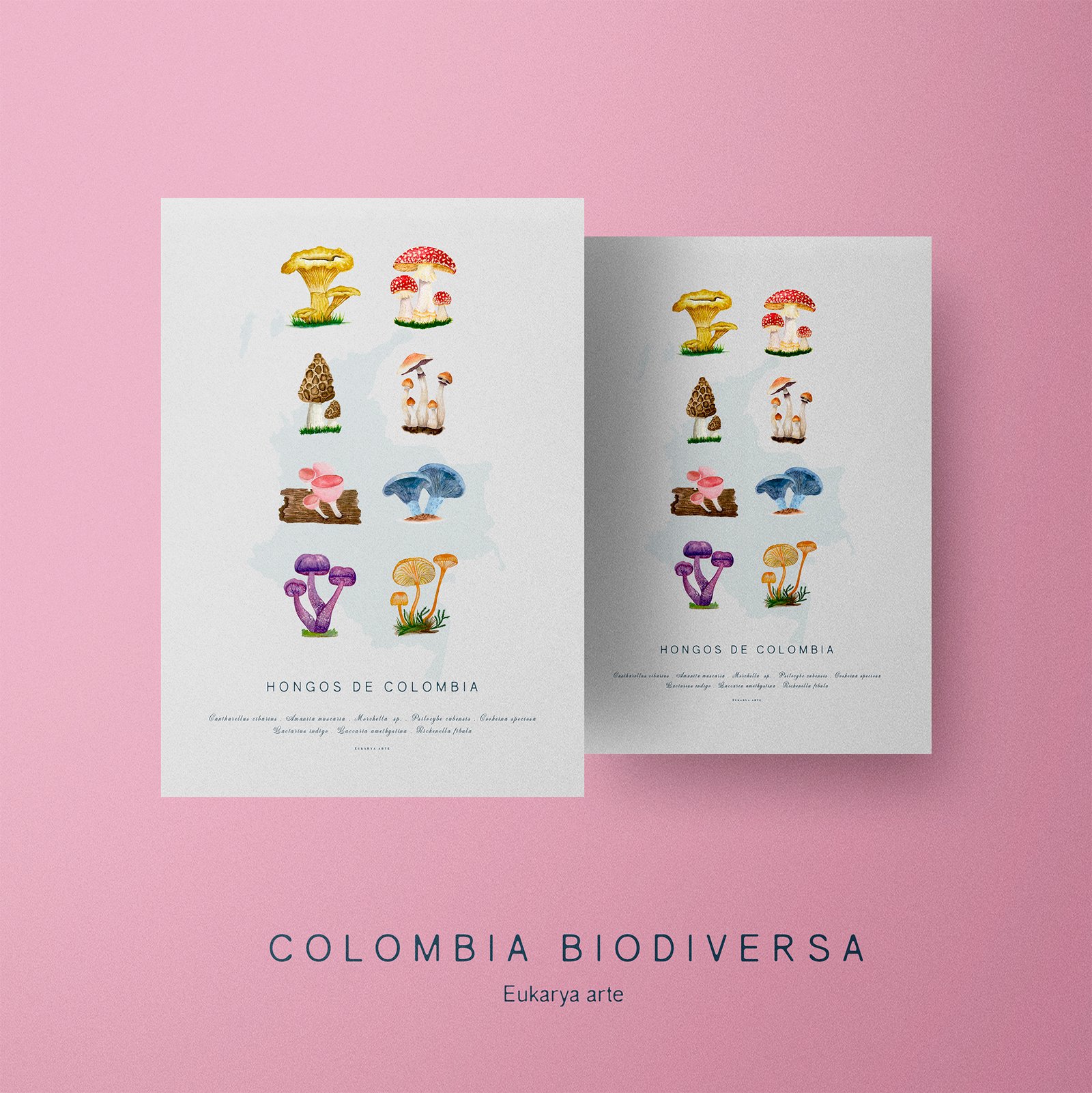 Poster - Hongos de Colombia