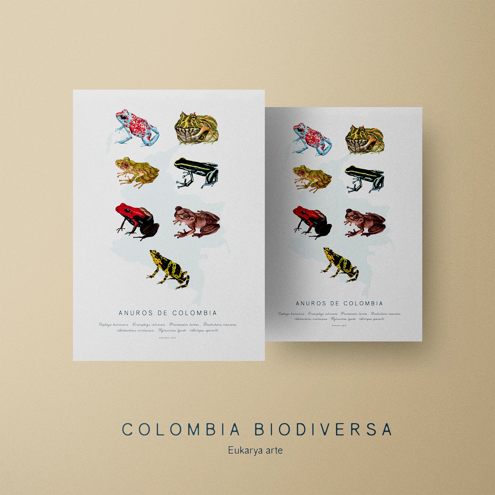 Poster - Anuros de Colombia