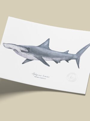 Afiche Tiburon martillo-Sphyrna lewini