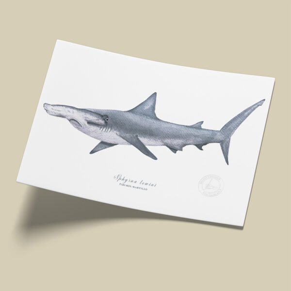 Afiche Tiburon martillo-Sphyrna lewini
