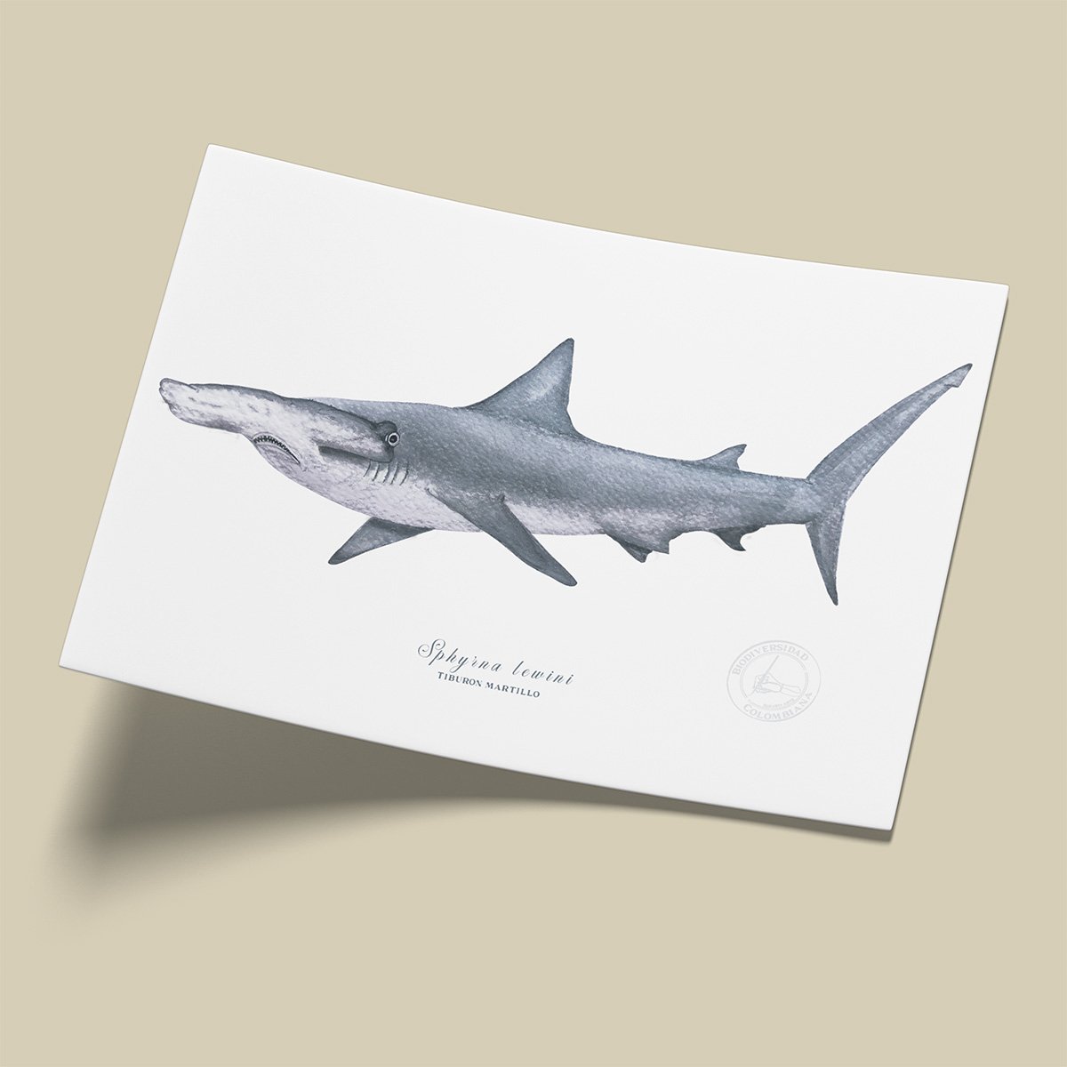 Afiche Tiburon martillo-Sphyrna lewini