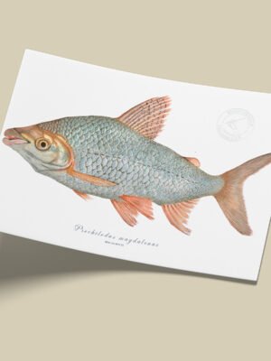 Afiche Bocachico-Prochilodus magdalenae