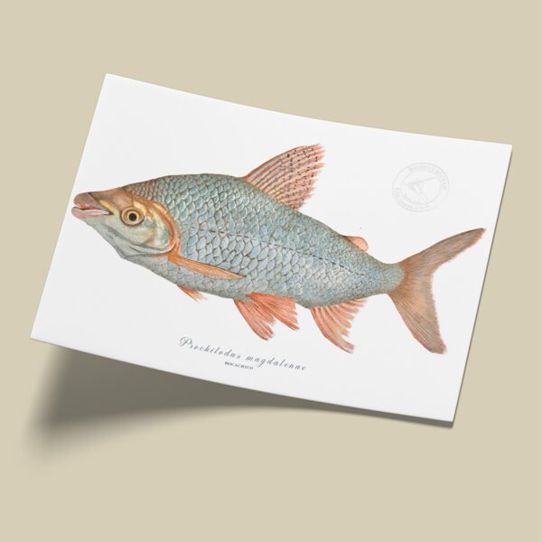 Afiche Bocachico-Prochilodus magdalenae