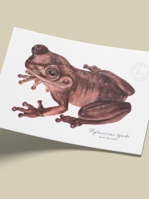 afiche_0005_anfibio-1.png Afiche Rana de Lynch-Hyloscirtus lynchi