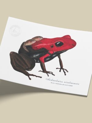 afiche_0006_anfibio-2.png Afiche Rana venenosa de Santander-Andinobates virolinensis