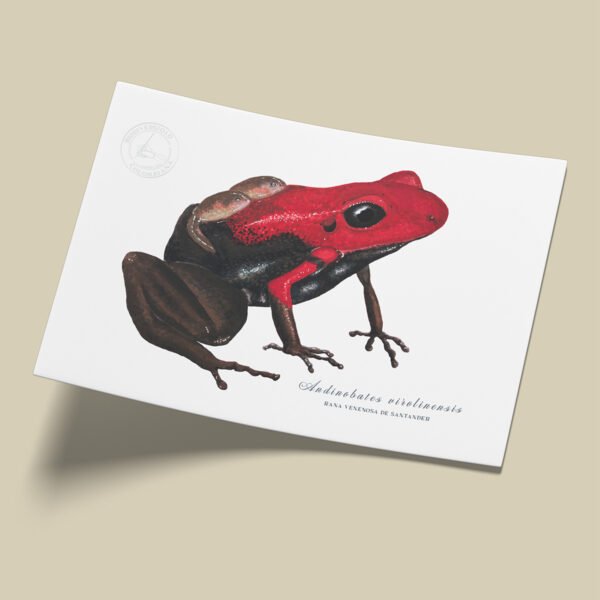 Afiche Rana venenosa de Santander-Andinobates virolinensis