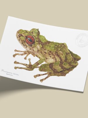 Afiche Pristimantis-Pristimantis lutitus