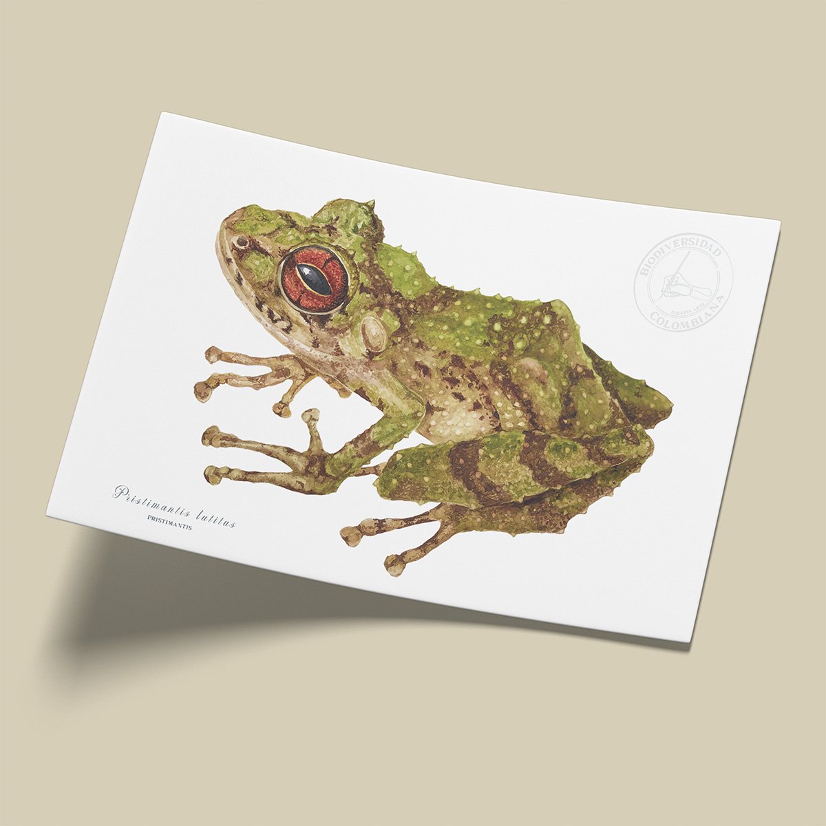 Afiche Pristimantis-Pristimantis lutitus