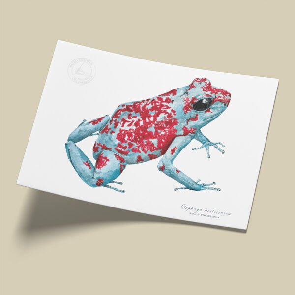 Afiche Rana dardo arlequin-Oophaga histrionica