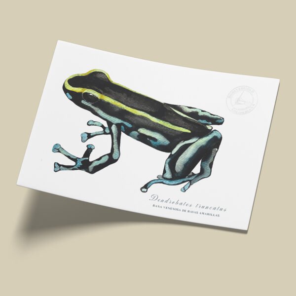 Afiche Dendrobatido-Dendrobates truncatus