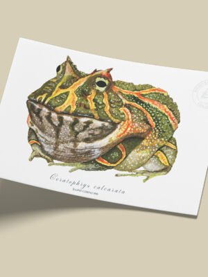 afiche_0010_anfibio-6.png Afiche Rana cornuda-Ceratophrys calcarata