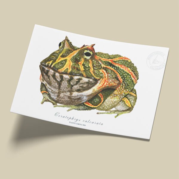 Afiche Rana cornuda-Ceratophrys calcarata