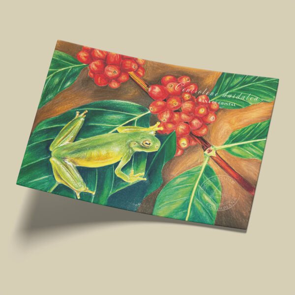 Afiche Rana de cristal-Centrolene daidalea