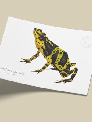 afiche_0012_anfibio-8.png Afiche Rana Arlequin-Atelopus spurrelli