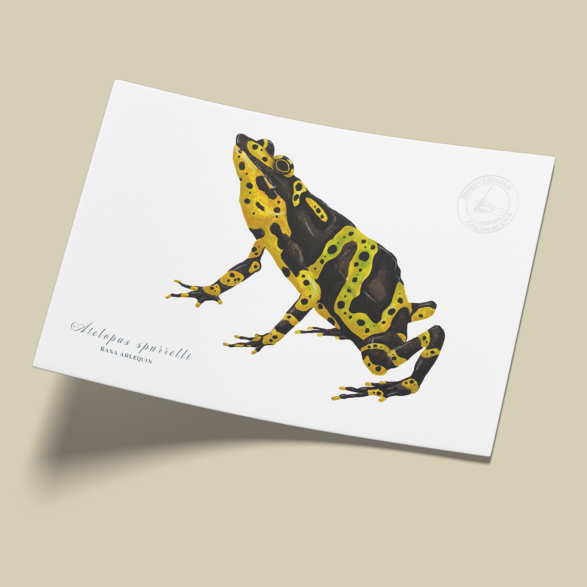 Afiche Rana Arlequin-Atelopus spurrelli