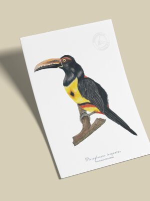 Afiche Tucan-Pteroglossus torquatus