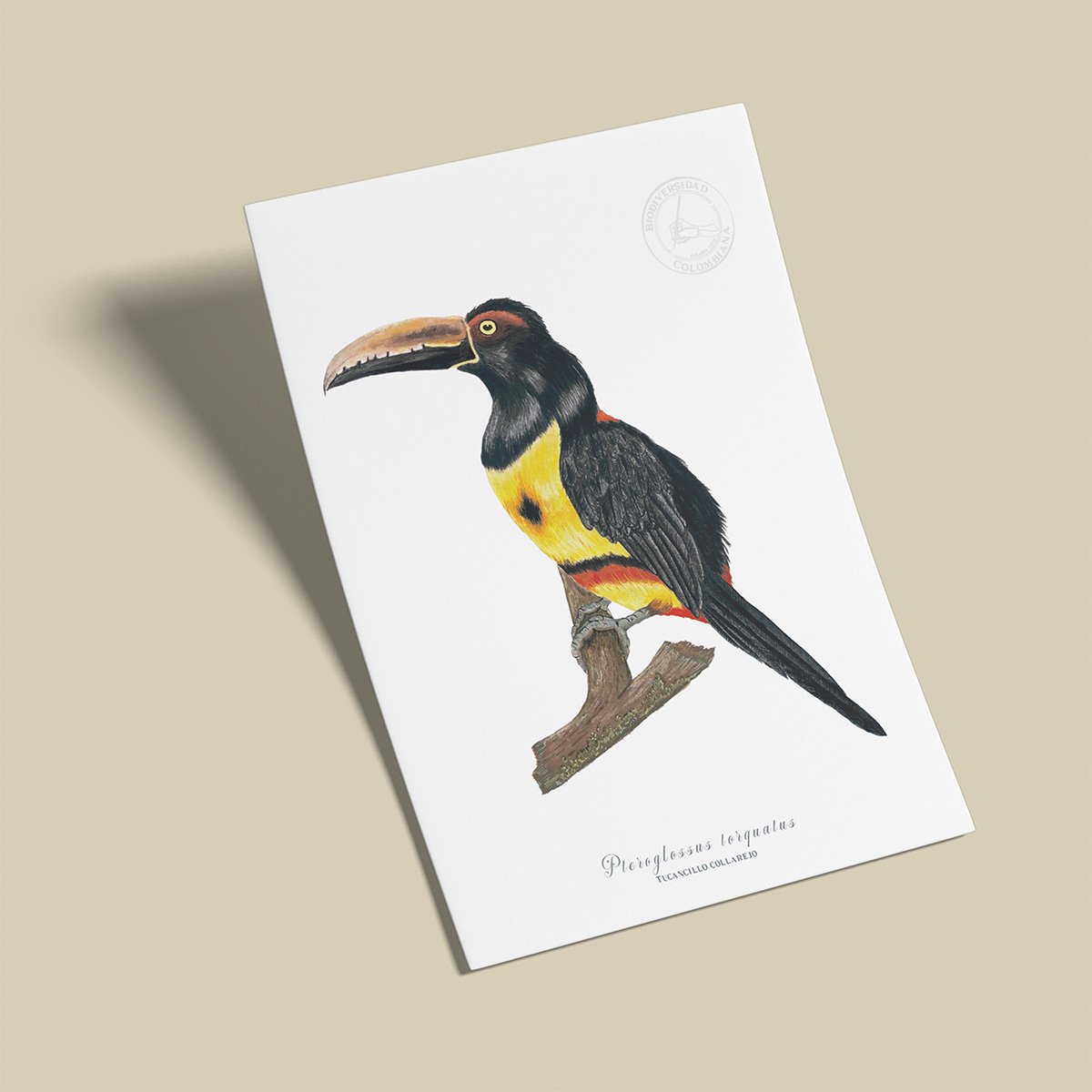afiche_0013_aves-1.png Afiche Tucan-Pteroglossus torquatus