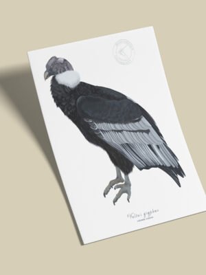 Afiche Condor-Vultur gryphus