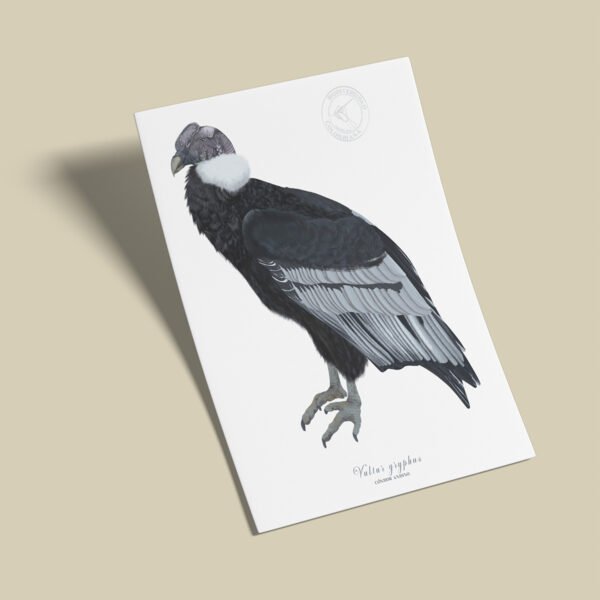 Afiche Condor-Vultur gryphus