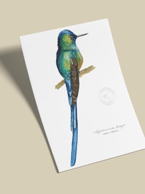 Afiche Colibri-Aglaiocercus kingii