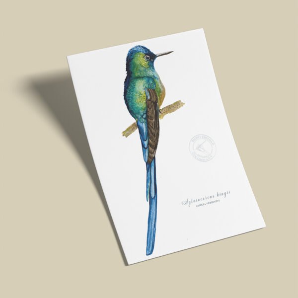 Afiche Colibri-Aglaiocercus kingii