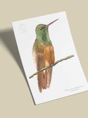 Afiche Colibri ventricastaño-Saucerottia castaneiventris