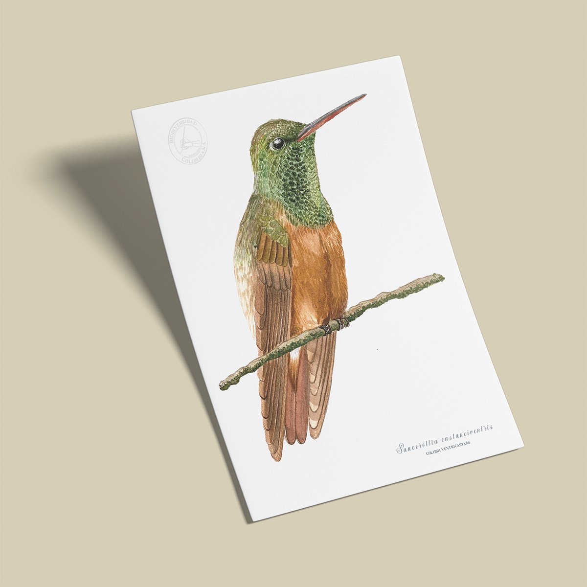 afiche_0017_aves-5.png Afiche Colibri ventricastaño-Saucerottia castaneiventris