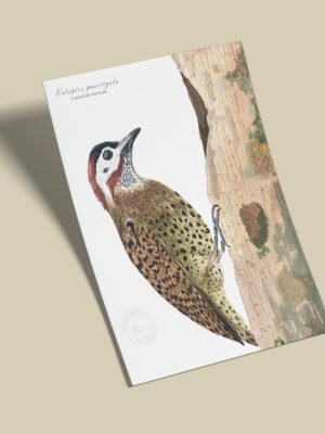 Afiche Carpintero-Colaptes punctigula