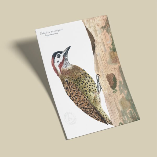 Afiche Carpintero-Colaptes punctigula