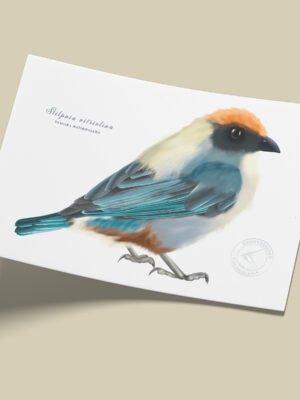 Afiche Tangara-Stilpnia vitriolina