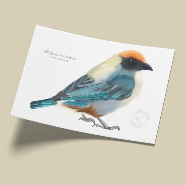 afiche_0019_aves-7.png Afiche Tangara-Stilpnia vitriolina