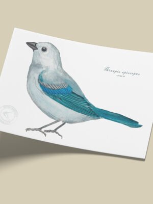 Afiche Azulejo-Thraupis episcopus