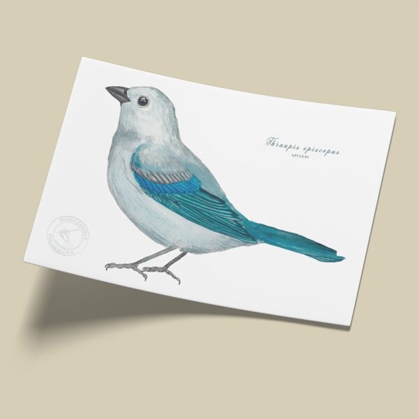 afiche_0020_aves-8.png Afiche Azulejo-Thraupis episcopus