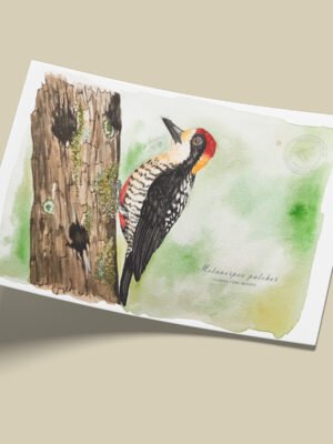 Afiche Carpintero-Melanerpes pulcher