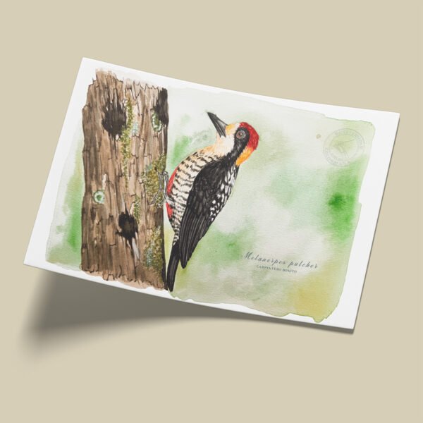Afiche Carpintero-Melanerpes pulcher