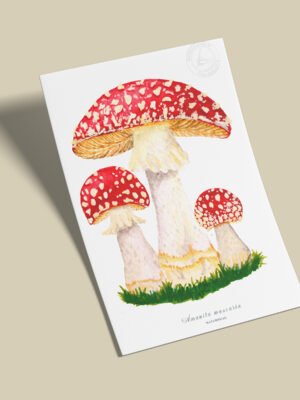 Afiche Amanita muscaria-Amanita muscaria