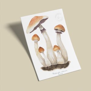 Afiche -Psilocybe cubensis