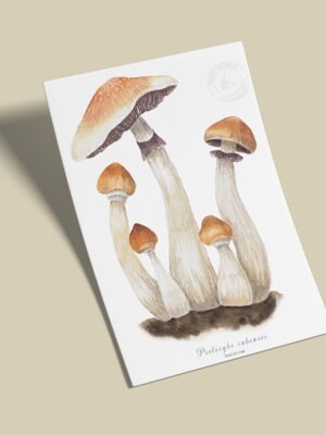 Afiche -Psilocybe cubensis