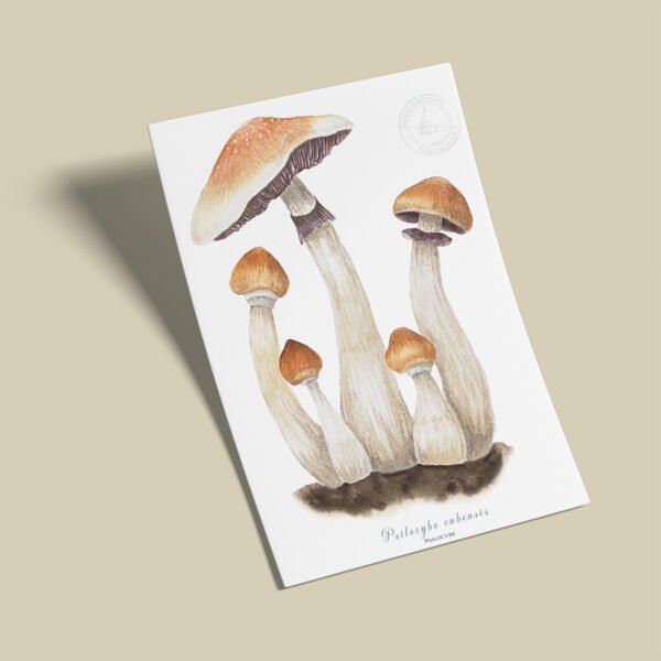 Afiche -Psilocybe cubensis