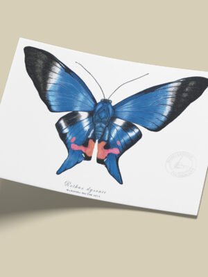 Afiche Mariposa doctor azul-Rethus dysonii