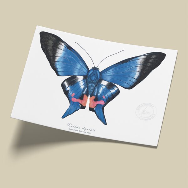 Afiche Mariposa doctor azul-Rethus dysonii