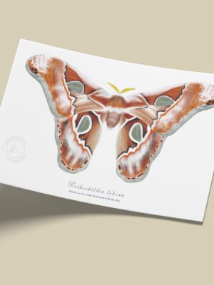 Afiche Polilla inca-Rothschildia lebeau inca