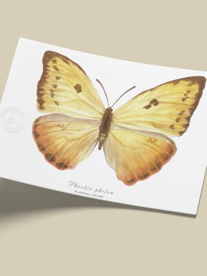 Afiche Mariposa azufre-Phoebis philea