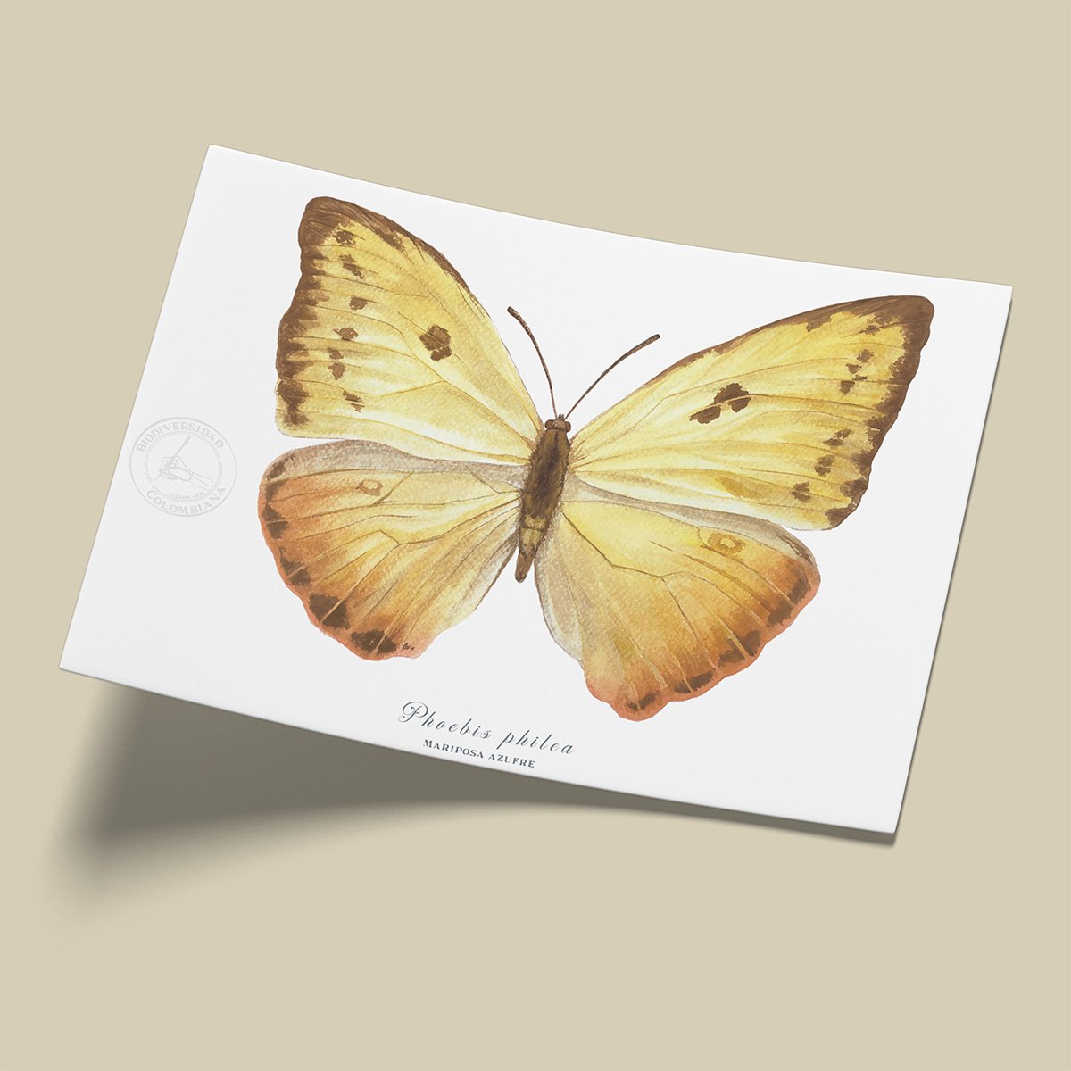 Afiche Mariposa azufre-Phoebis philea
