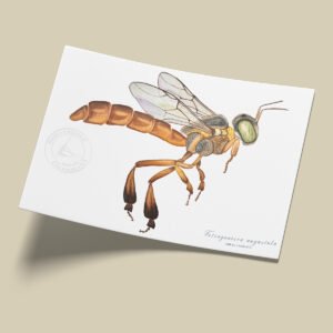 Afiche Abeja Angelita-Tetragonisca angustula