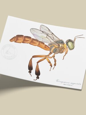 Afiche Abeja Angelita-Tetragonisca angustula