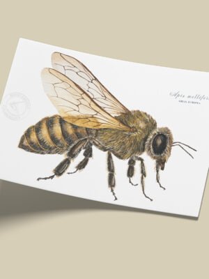 Afiche – Abeja Europea - Apis mellifera
