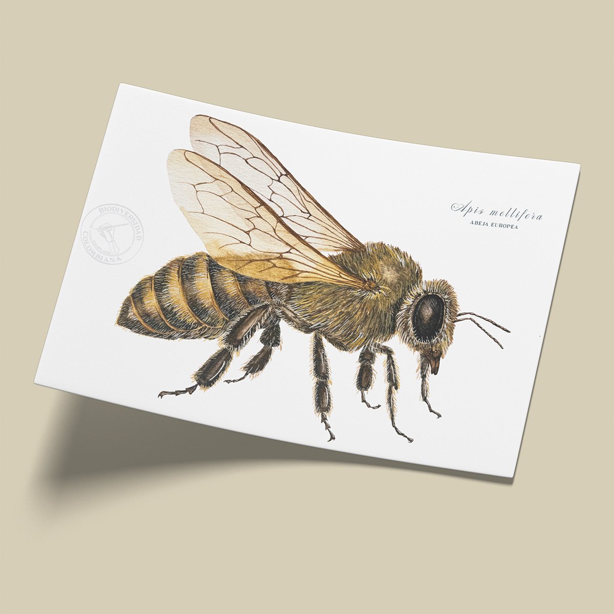 afiche_0029_insctos-5.png Afiche – Abeja Europea - Apis mellifera