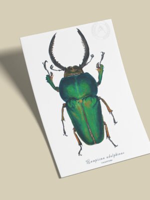 Afiche Escarabajo-Neolamprima adolphinae